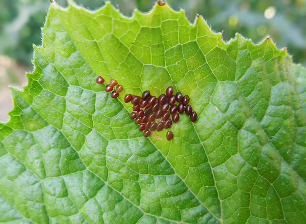 squash bug egss