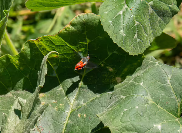 adult squash vine borer