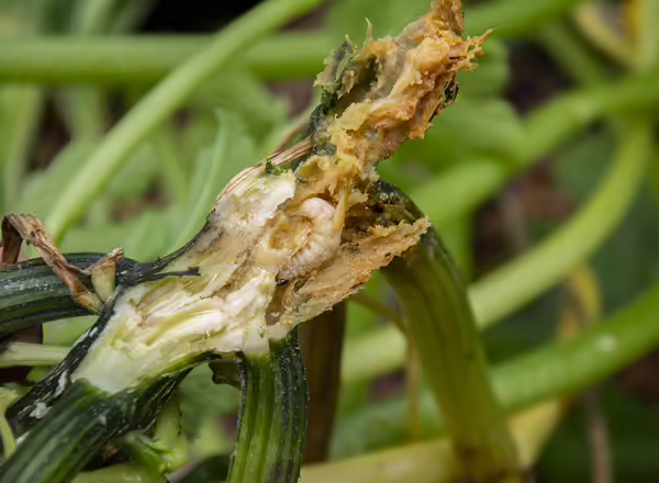 squash vine borer catepillar