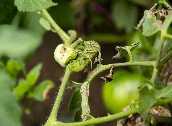 Tobacco hornworm feeding on a tomato fruit. 