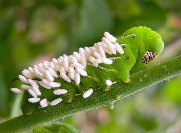Tomato Hornworm with Wasp Eggs 