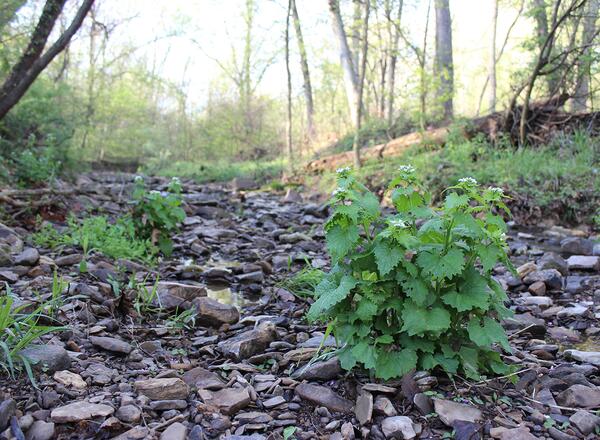 Garlic mustard seeds spread easily and plants are difficult to remove once established. Photo: Christopher Evans.