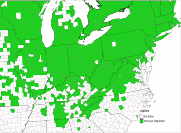 map of garlic infestation
