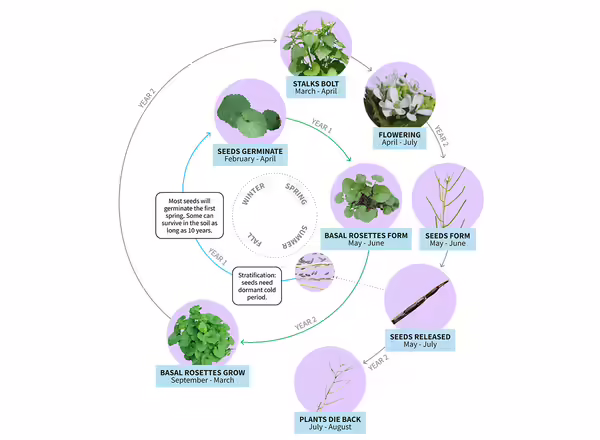 garlic mustard lifecycle