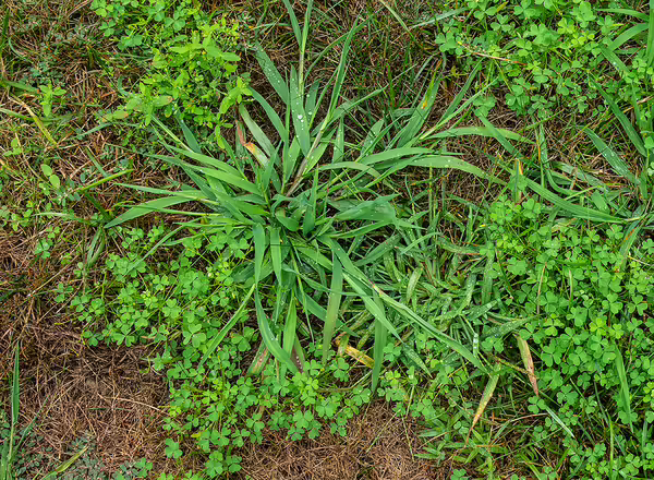 crabgrass and clover in yard lawn