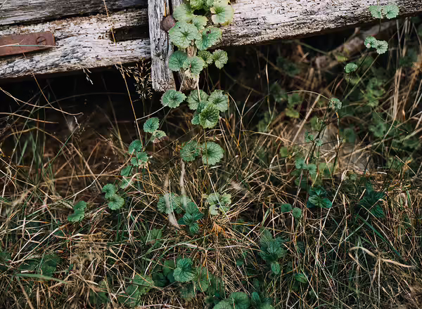 creeping charlie growing in lawn and on log