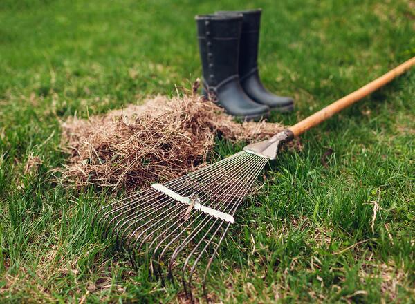 raking thatch from yard with rake. accumulated thatch near a pair of boots