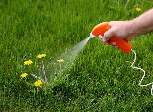 spraying herbicide on dandelion in yard lawn