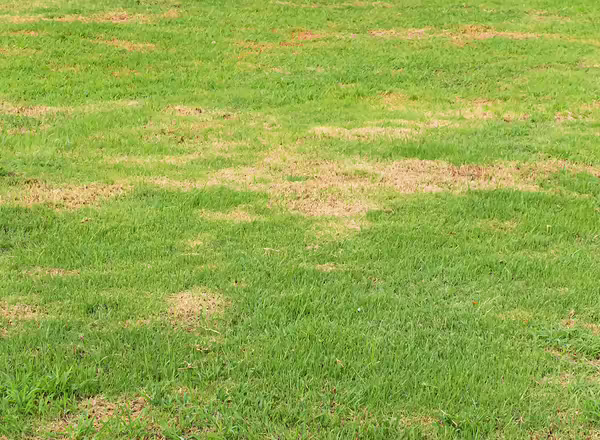 lawn with fungus disease
