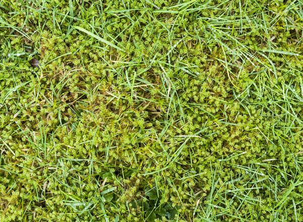 moss in yard lawn grass