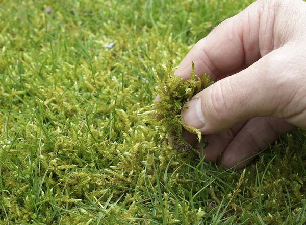 moss in lawn grass