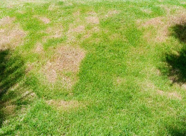 patch disease on lawns and grass