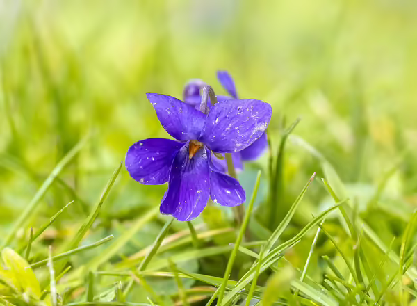 violet in yard