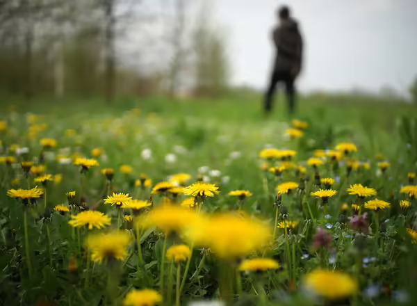 dandelions in lawn
