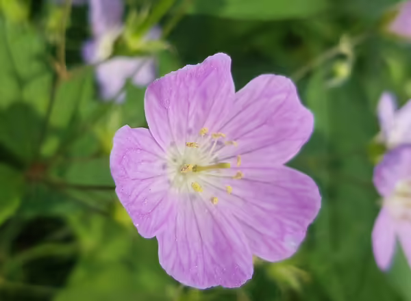 Wild geranium is an important food source for bumblebees. Long-term surveys have identified declining populations of this plant across Illinois.