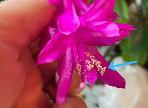 thanksgiving cacti flower