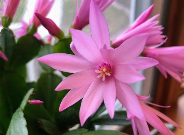 How To Identify And Care For Holiday Cacti And Get Them To Rebloom ...