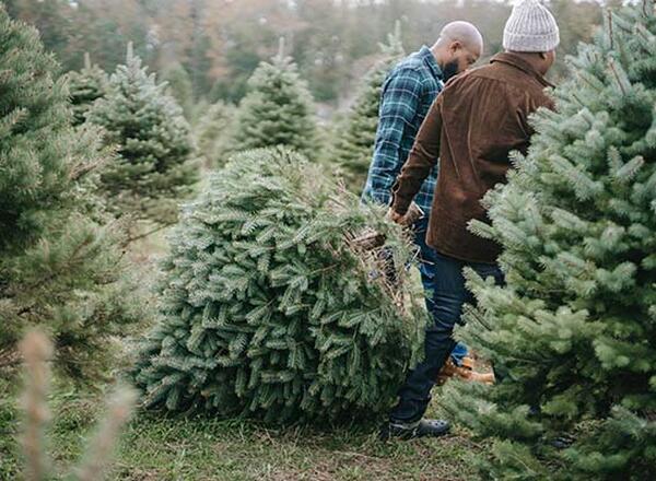 people pulling christmas tree they cut down.