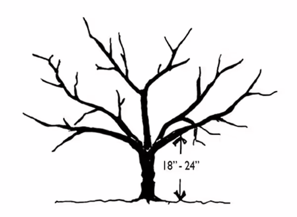 Figure N 12: Open center peach trees pruned to provide light and ease of care.
