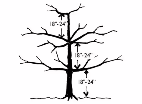 Figure N 13: Wide-angle crotches and properly spaced scaffold.