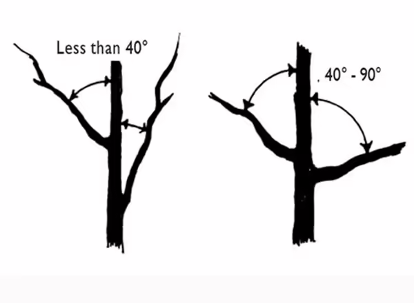 Figure N14: Narrow-angle crotches on the left; wide-angle crotches on the right. The wide-angle crotches are stronger.