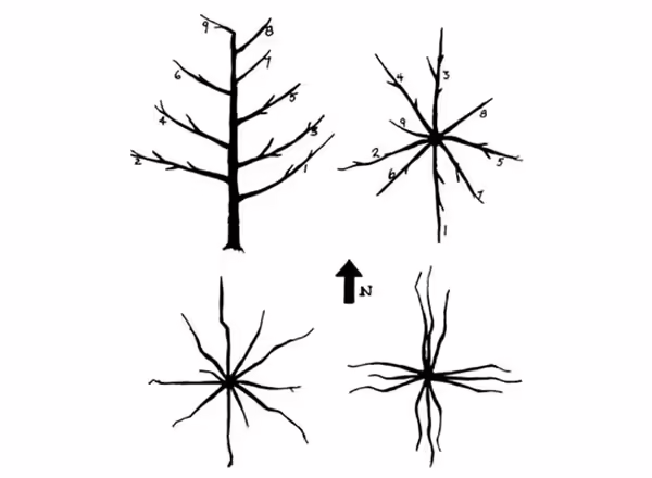 Figure N 15: Scaffold limb placement.