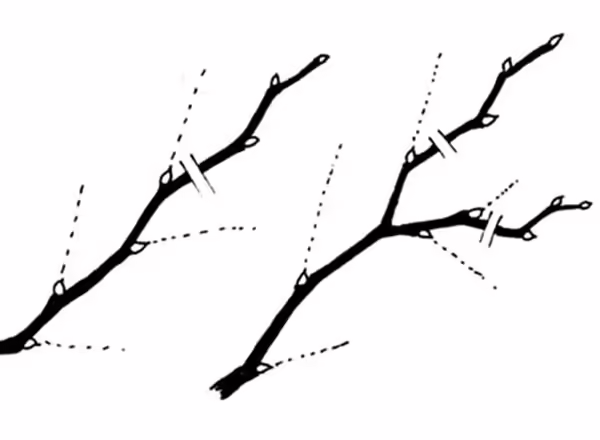 N 16 Figure N16: Heading back or tipping cuts. The dotted lines indicate the type of growth that can be expected when cuts are made as suggested.