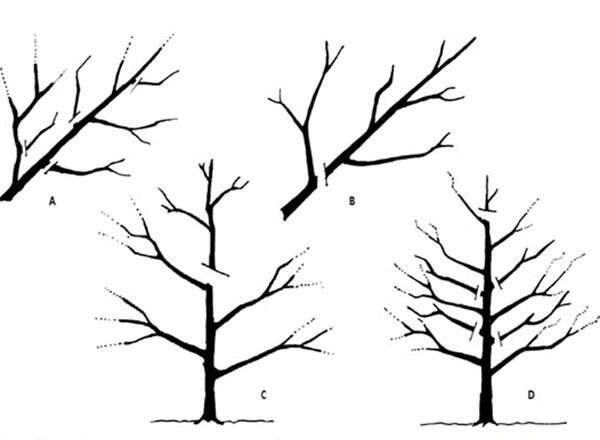 Thinning techniques for fruit trees