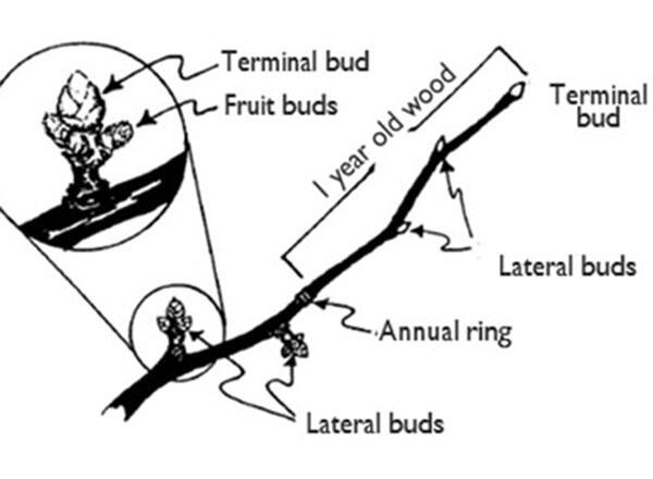 Figure N18: Types of buds. A branch with a terminal bud and lateral buds on the 1-year-old part (from the annual rings to the tip) and fruit spurs on the 2-year-old part (the lower part of the branch up to the annual rings). Master Gardener Manual