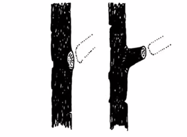 Figure N19: A collar pruning cut like the one shown on the left heals quickly while a stub like the one on the right heals slowly. Master Gardener Manual