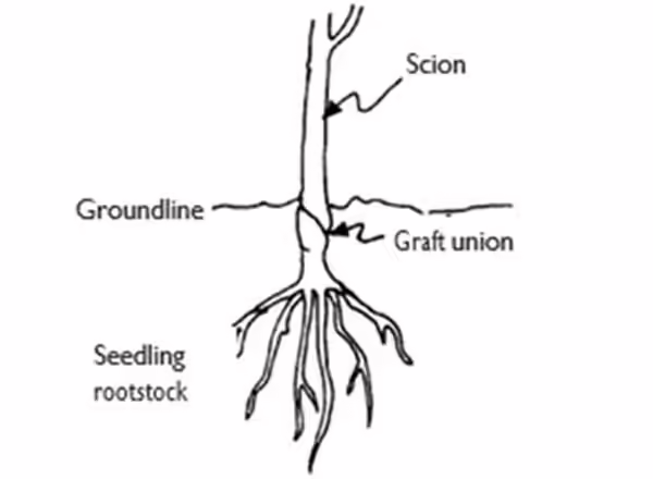 Figure N1: Standard Graft. Illinois Extension Master Gardener Manual