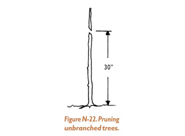 Illustration of pruning unbranched trees