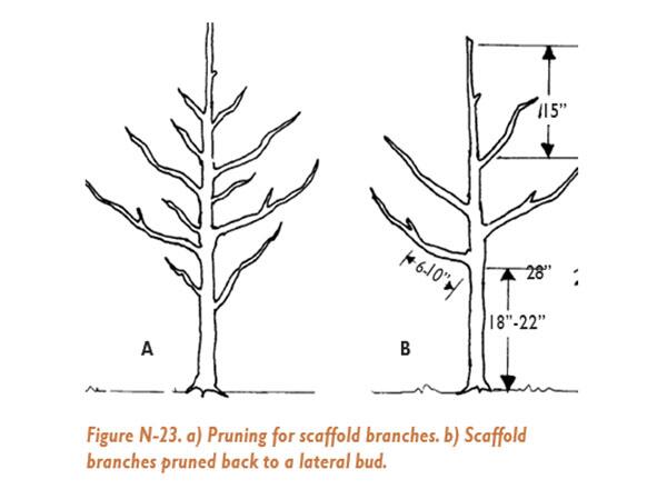 Illustration of Pruning for scaffold branches (left) and scaffold branches pruned back to a lateral bud (right)