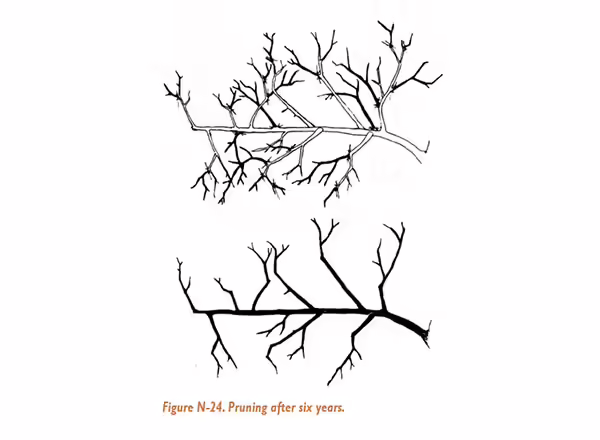 Pruning apple trees after six years