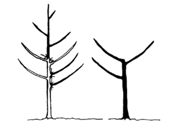 Illustration of pruning peach tree for scaffolds