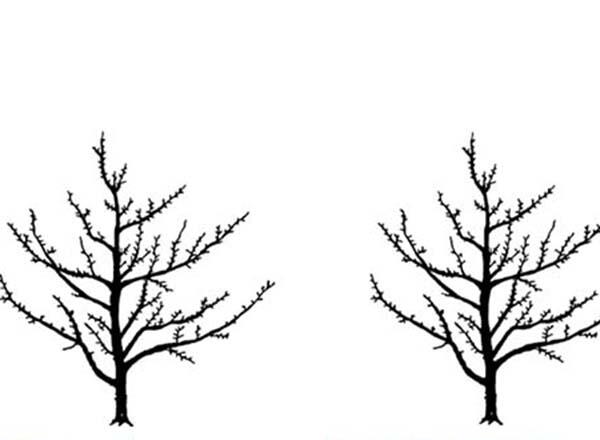 Spur-type fruit tree growth pattern (left); non-spur-type fruit tree growth pattern.
