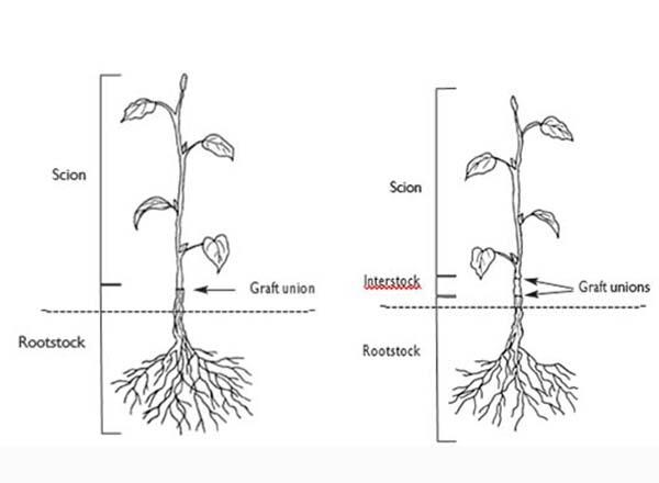Figure N3 (left): A tree sapling on a dwarfing rootstock; Figure N4 (right): A tree sapling with a dwarfing interstock. Illinois Extension Master Gardener Manual