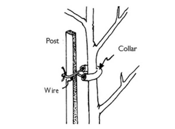 Figure N5: Dwarf tree with a support post on the southwest side of the tree illustration. Illinois Extension Master Gardener Manual