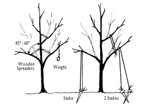 Figure N9: Spreading branches of fruit trees. Illinois Extension Master Gardener Manual