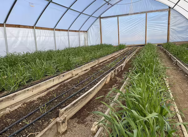 newly germinated and four week old cover crops growing in high tunnel