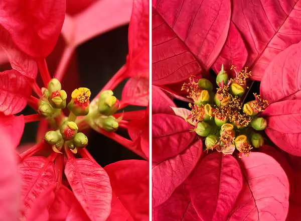 Flowers of poinsettia plants