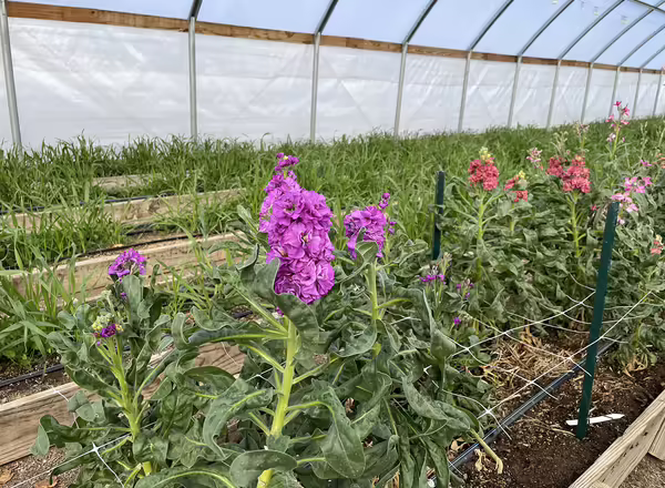 stock flowering in high tunnel