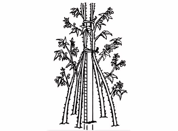 Hill training illustration for blackberries
