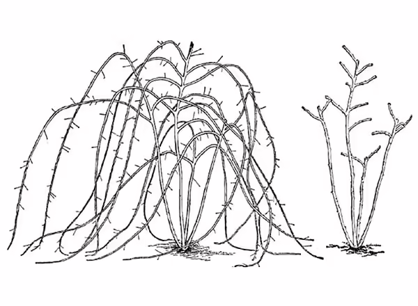Black raspberry plant is shown before and after pruning. Erect blackberries are pruned in a similar manner.