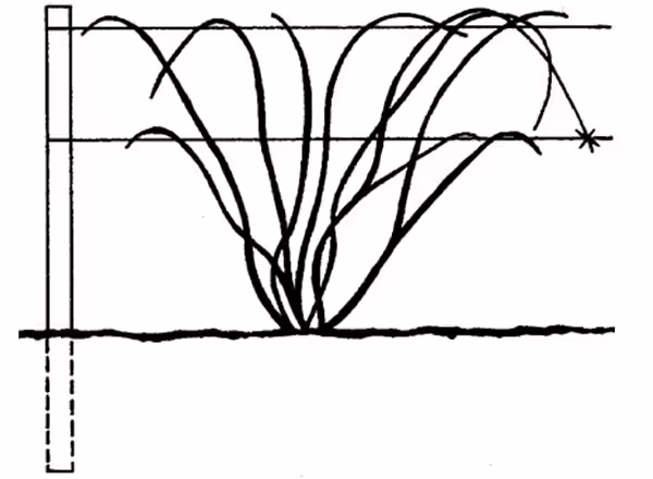 Dormant pruning and training of trailing and semi-erect blackberries to a two-wire vertical trellis.
