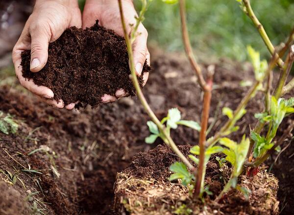  male hands holding soil humus or mulch, blackberry plant beside