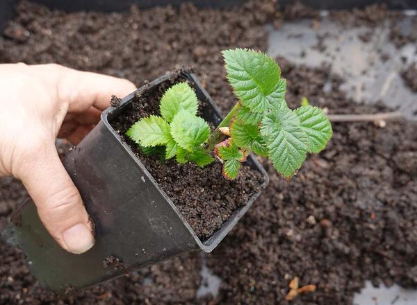 Blackberry plant cuttings. How to root blackberry branch