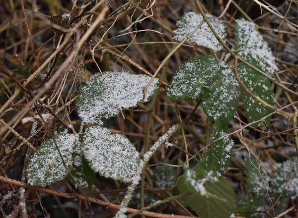 snow on blackberry bush leaves