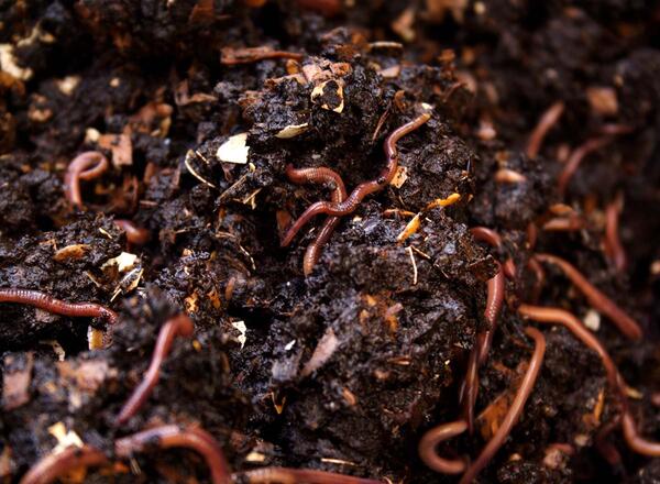 vermicompost with worms