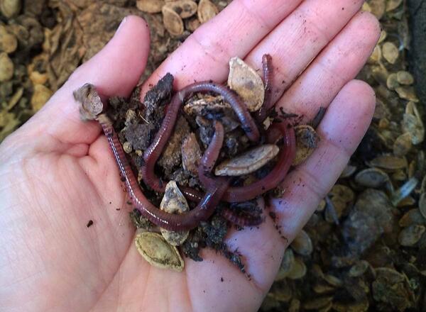 worms in hands
